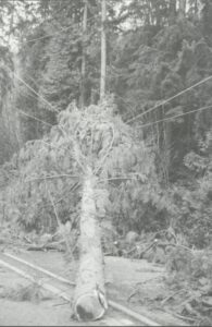 Fallen tree lying across power lines
